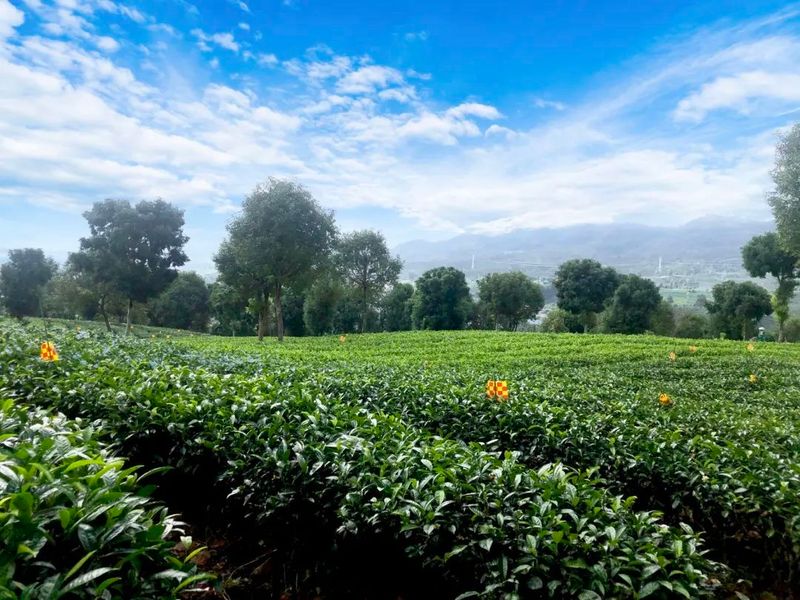 关于做大做强茶企业 做响做优茶品牌的相关信息(2)