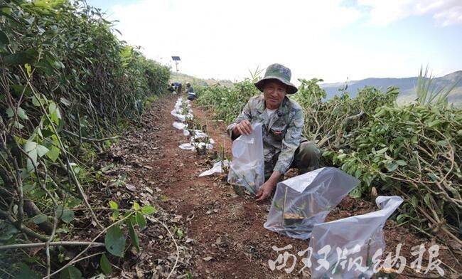 有关于景洪市普文镇：低产茶园改造助推产业振兴的资讯