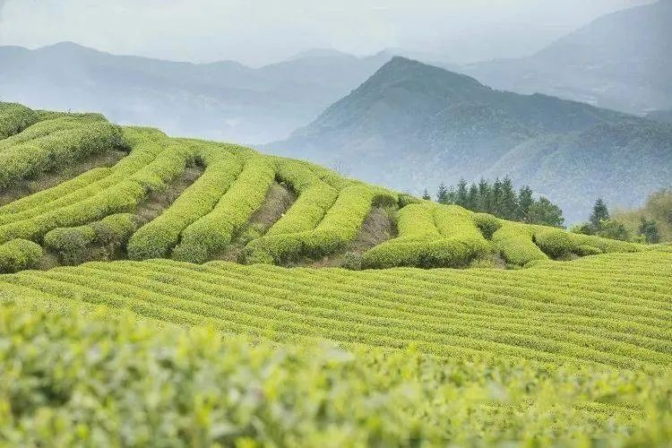 有关于2021年全国茶叶内销总量突破230万吨 内销总额达3000亿元的资讯(1)