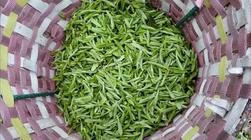 有关于贵州绿茶"客串"热播剧 ,迎来"最强龙套"