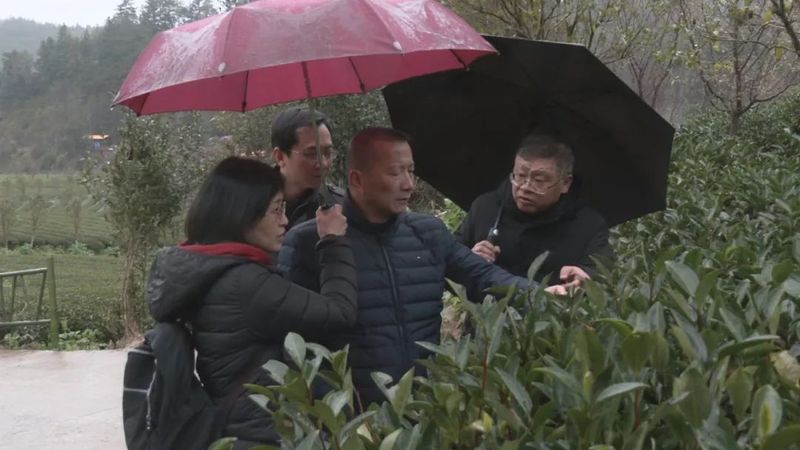 关于促“三茶”融合 谋乡村振兴,福建省“两直两前”调研小分队入武调研的资讯(2)