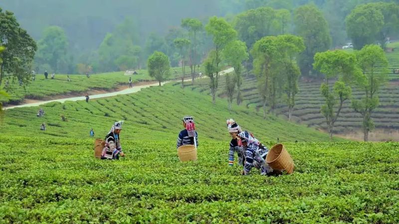 关于思茅、江城、孟连、宁洱春茶采摘正当时 不负春光不负民的资讯(2)