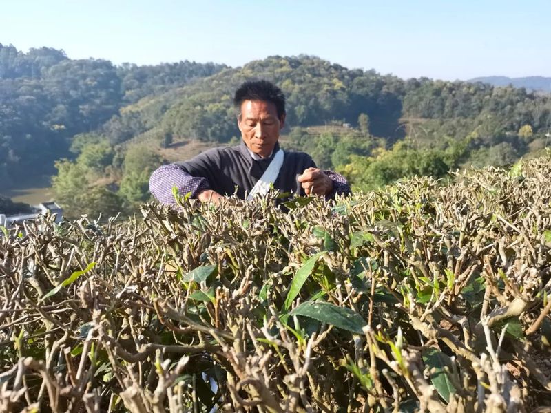 关于思茅、江城、孟连、宁洱春茶采摘正当时 不负春光不负民的资讯