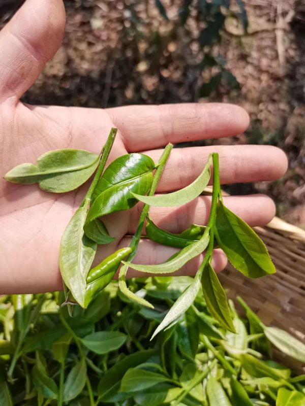 关于思茅、江城、孟连、宁洱春茶采摘正当时 不负春光不负民的资讯(4)
