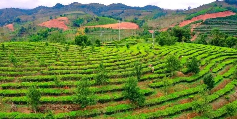 关于思茅、江城、孟连、宁洱春茶采摘正当时 不负春光不负民的资讯(1)