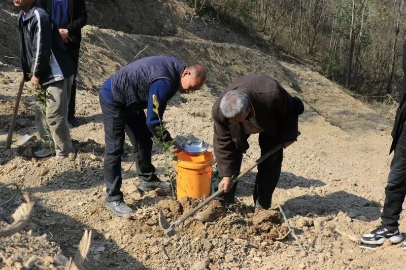 有关于田间变课堂 汉滨油茶栽植培训忙的最新消息(3)