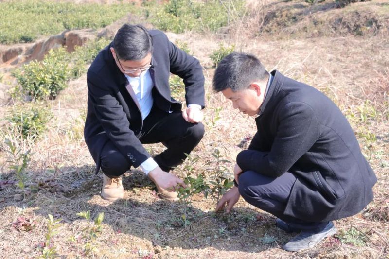 有关于安吉鄣吴镇上堡村共同富裕 宋茗公司这么干的相关信息(3)