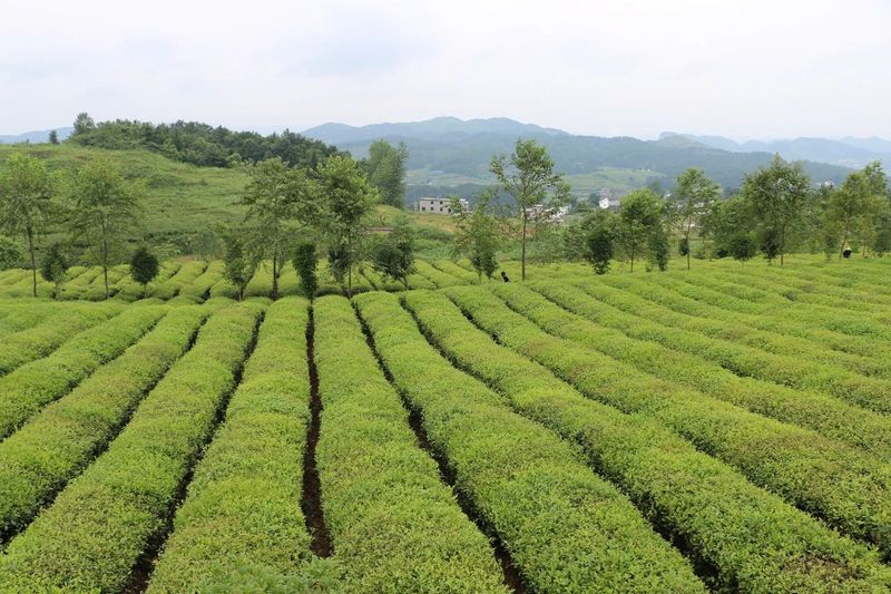 关于湄潭县茶产业发展中心:乘政策春风 推进茶产业提质增效的资讯(1)