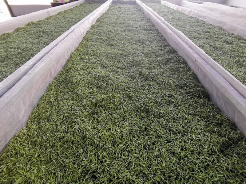 关于湄潭县茶产业发展中心:乘政策春风 推进茶产业提质增效的资讯(3)