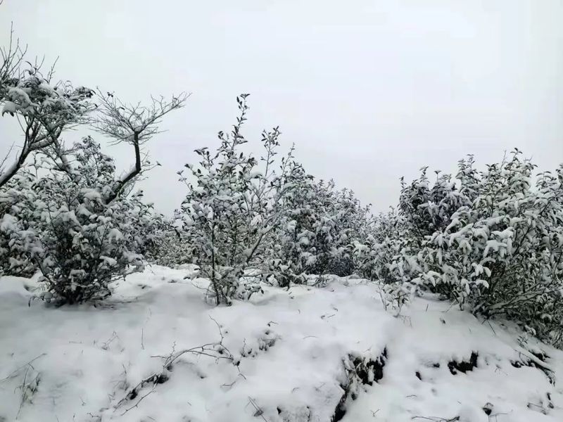 关于福鼎茶园下雪啦!瑞雪“兆”好茶,今年的春茶品质更好的消息(2)