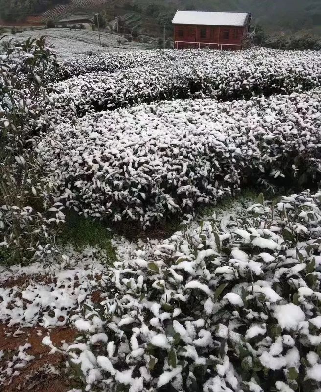 关于福鼎茶园下雪啦!瑞雪“兆”好茶,今年的春茶品质更好的消息(3)