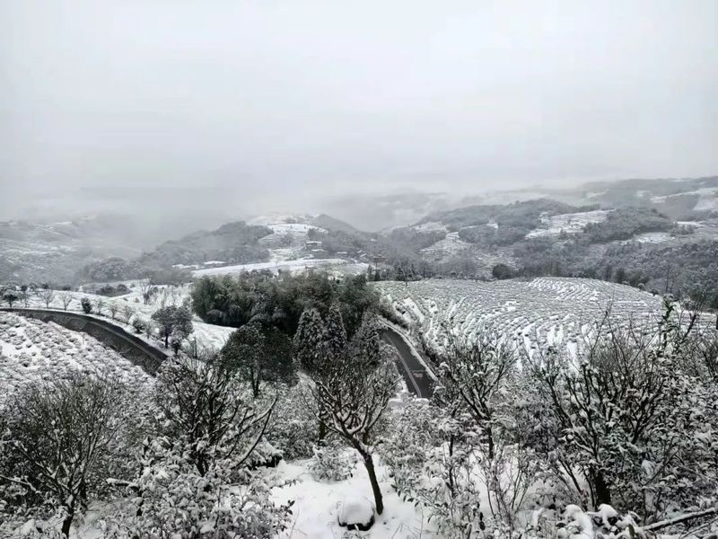关于福鼎茶园下雪啦!瑞雪“兆”好茶,今年的春茶品质更好的消息(1)