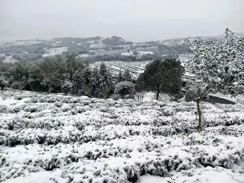 关于福鼎茶园下雪啦!瑞雪“兆”好茶,今年的春茶品质更好的消息