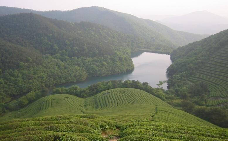 有关于春茶采摘在即 宁波福泉山茶场全力备战春茶生产的相关信息