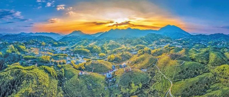 关于走进大田县美人茶文创园,三明市茶产业再上新台阶的资讯(2)