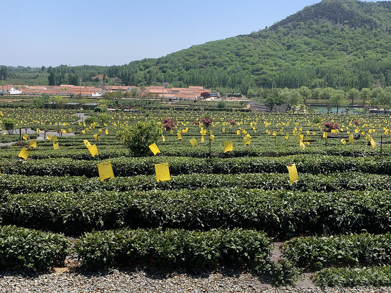 有关于潍坊诸城市:创新探索茶产业发展新模式 高质量打造乡村振兴齐鲁样板的新闻(3)