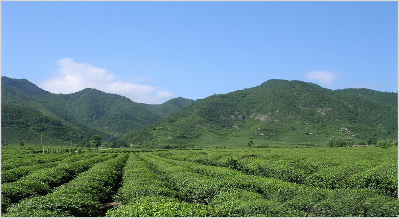 有关于潍坊诸城市:创新探索茶产业发展新模式 高质量打造乡村振兴齐鲁样板的新闻(1)