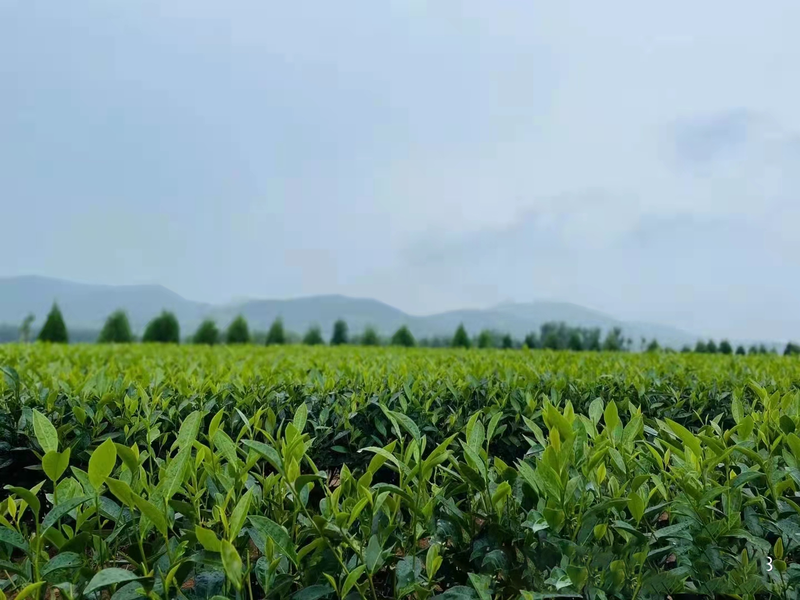 有关于潍坊诸城市:创新探索茶产业发展新模式 高质量打造乡村振兴齐鲁样板的新闻(2)