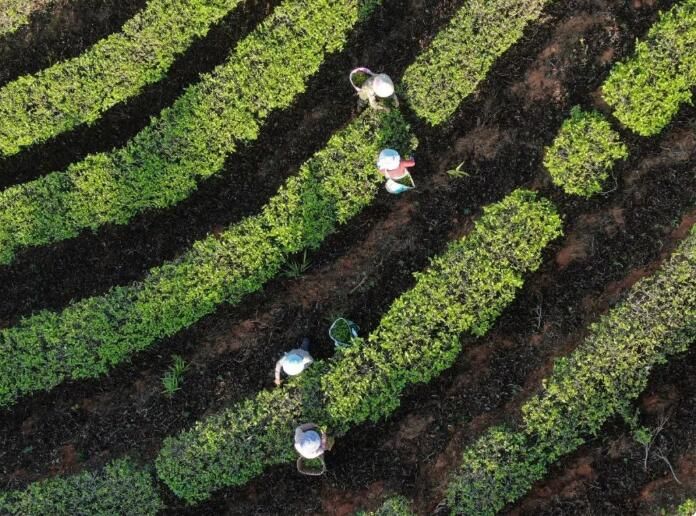 关于云南景洪：早春时节采春茶的最新消息(2)