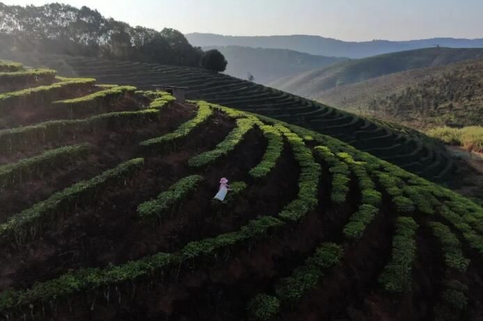 关于云南景洪：早春时节采春茶的最新消息(6)