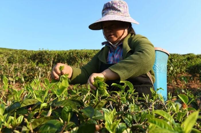 关于云南景洪：早春时节采春茶的最新消息(5)