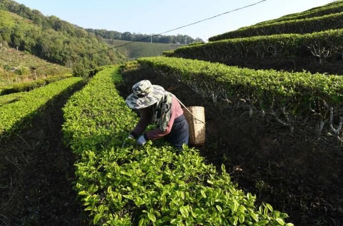 关于云南景洪：早春时节采春茶的最新消息(1)
