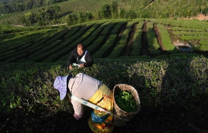关于云南景洪：早春时节采春茶的最新消息