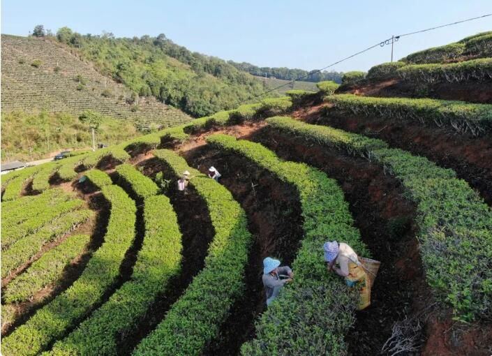 关于云南景洪：早春时节采春茶的最新消息(3)