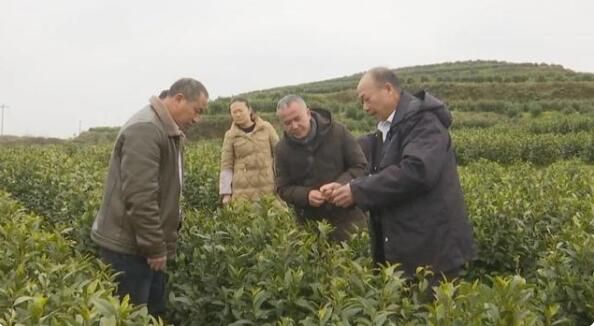 有关于安龙：春茶采摘培训助力茶农增收提效的消息(1)