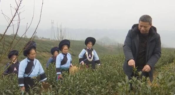 有关于安龙：春茶采摘培训助力茶农增收提效的消息