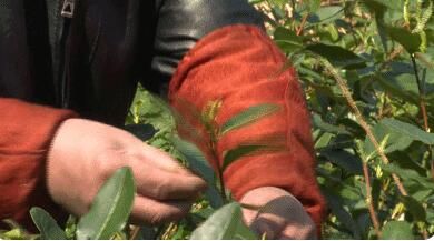 有关于松阳裕溪乡春茶开采!的内容(1)