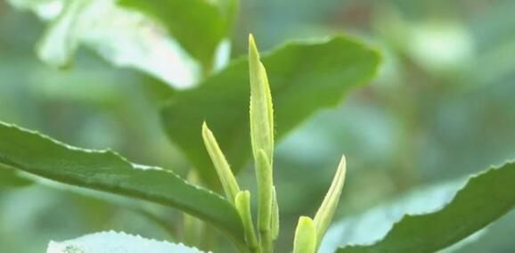 有关于松阳裕溪乡春茶开采!的内容(2)