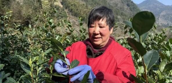 有关于松阳裕溪乡春茶开采!的内容