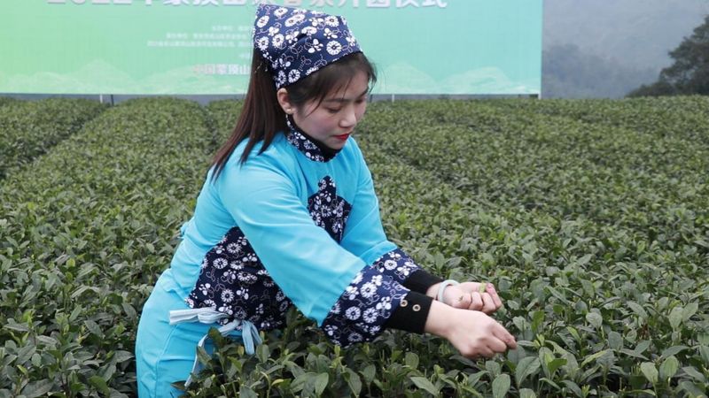 关于蒙顶山第一篓茶上市 一公斤蒙顶甘露拍出4.4万元的消息