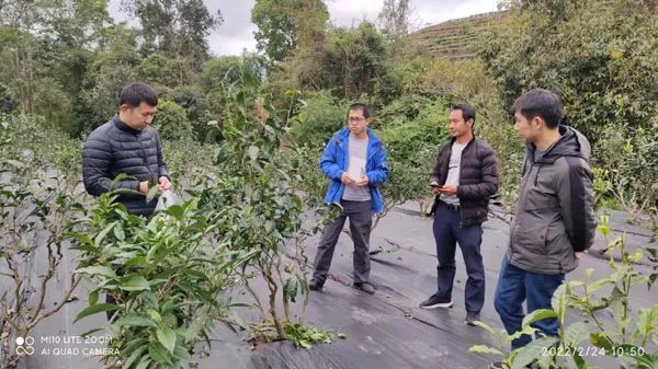 有关于云南茶叶所科技人员赴滇西南茶区落实2022年度《绿色食品牌打造科技支撑行动(茶叶)》工作任务的内容(1)