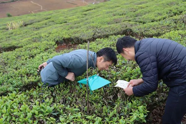 有关于云南茶叶所科技人员赴滇西南茶区落实2022年度《绿色食品牌打造科技支撑行动(茶叶)》工作任务的内容