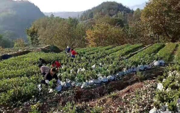 有关于汇湾镇:茶园管护备战忙,春耕生产战鼓响的最新消息(5)