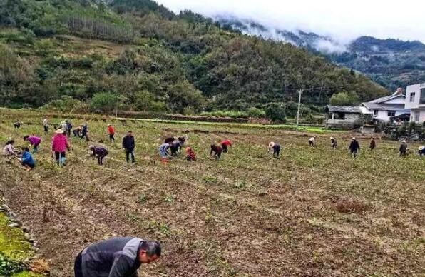 有关于汇湾镇:茶园管护备战忙,春耕生产战鼓响的最新消息