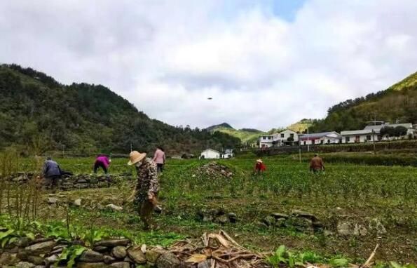 有关于汇湾镇:茶园管护备战忙,春耕生产战鼓响的最新消息(2)