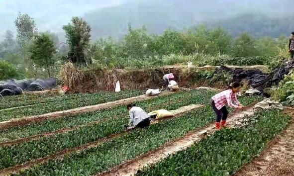 有关于汇湾镇:茶园管护备战忙,春耕生产战鼓响的最新消息(4)
