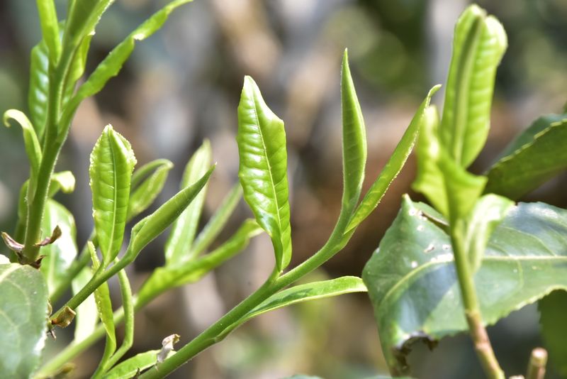 关于那卡古树茶2022年春茶多少钱 的新闻