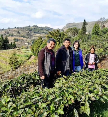 有关于云南茶叶所专家开展茶道德联盟项目成效显著 助推乡村振兴的最新消息(1)