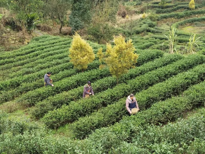 关于年综合产值突破73亿元 高县茶业铺就共同富裕“康庄大道”的消息(3)