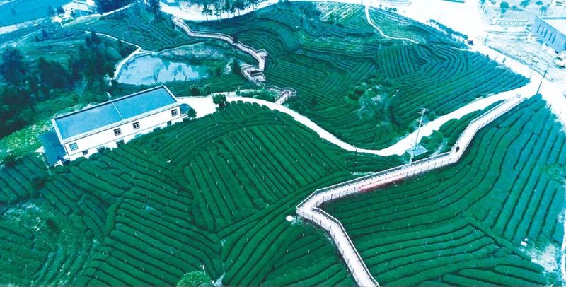 关于年综合产值突破73亿元 高县茶业铺就共同富裕“康庄大道”的消息(2)