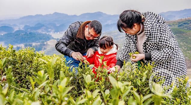 有关于重庆南川：寻新芽 采春茶的内容