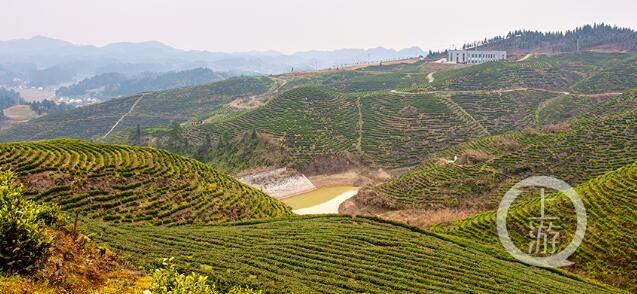 有关于重庆南川：寻新芽 采春茶的内容(3)