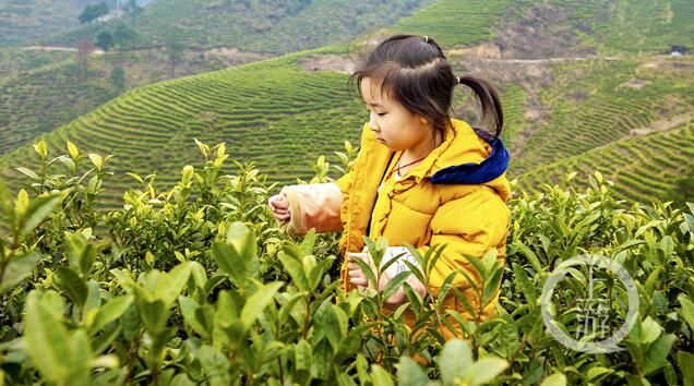 有关于重庆南川：寻新芽 采春茶的内容(2)