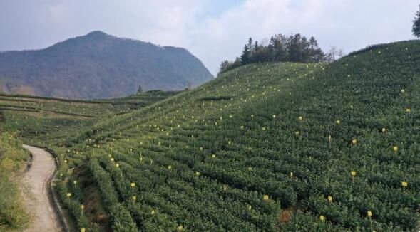 有关于黄山区三口镇:多管齐下打造全域茶叶无农残乡镇的新闻