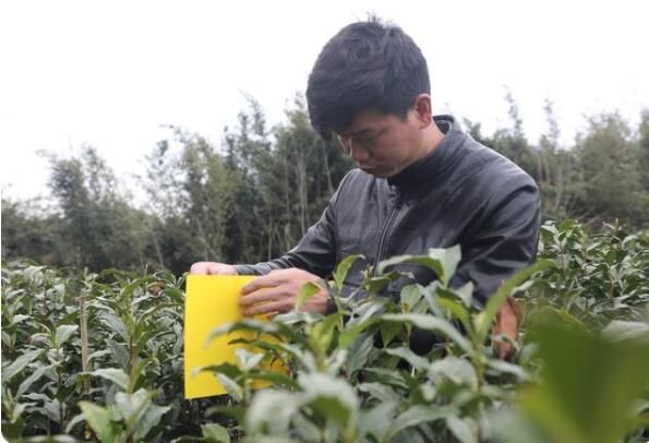 有关于黄山区三口镇:多管齐下打造全域茶叶无农残乡镇的新闻(1)