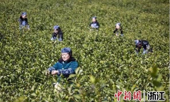 有关于又到早茶飘香时 浙江宁海春茶飘香采摘忙的消息